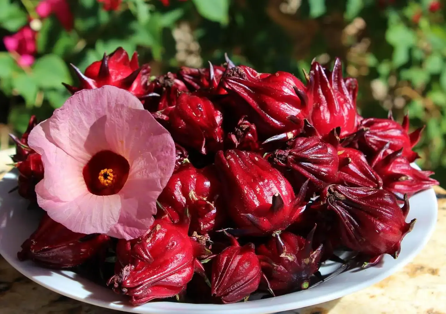 Hibiscus Sabdariffa